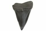 Fossil Broad-Toothed Mako Tooth - South Carolina #340978-1